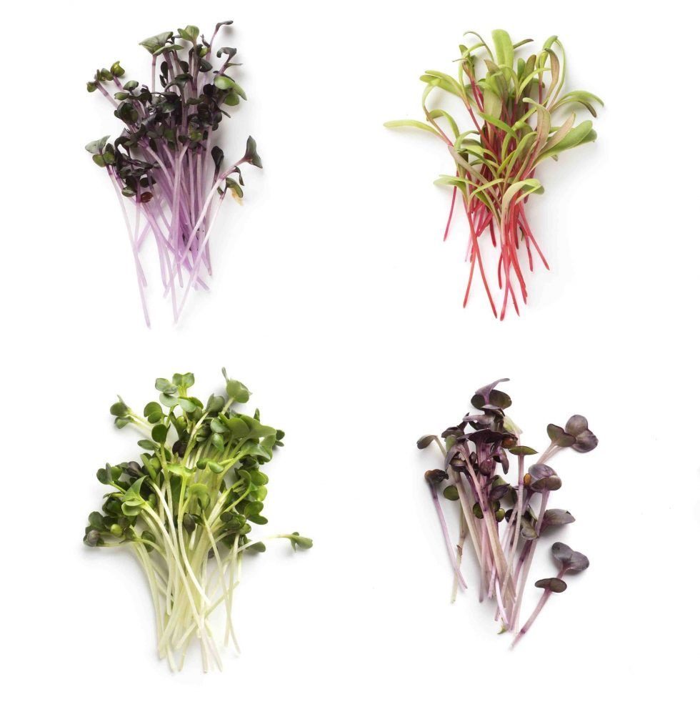 Microvegetales y germinados
