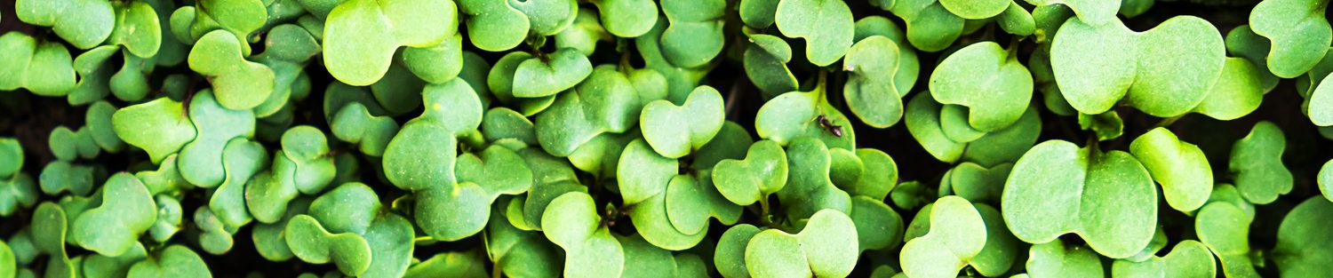 Microgreens
