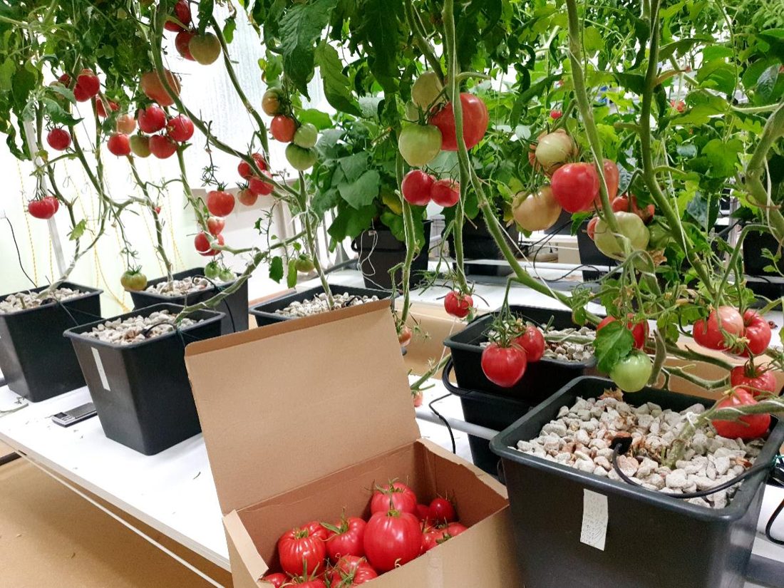 Tomatoes ripening under controlled climate