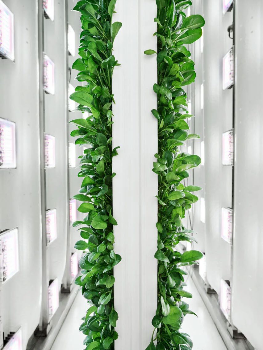 How Much Does an Aeroponic System Cost?