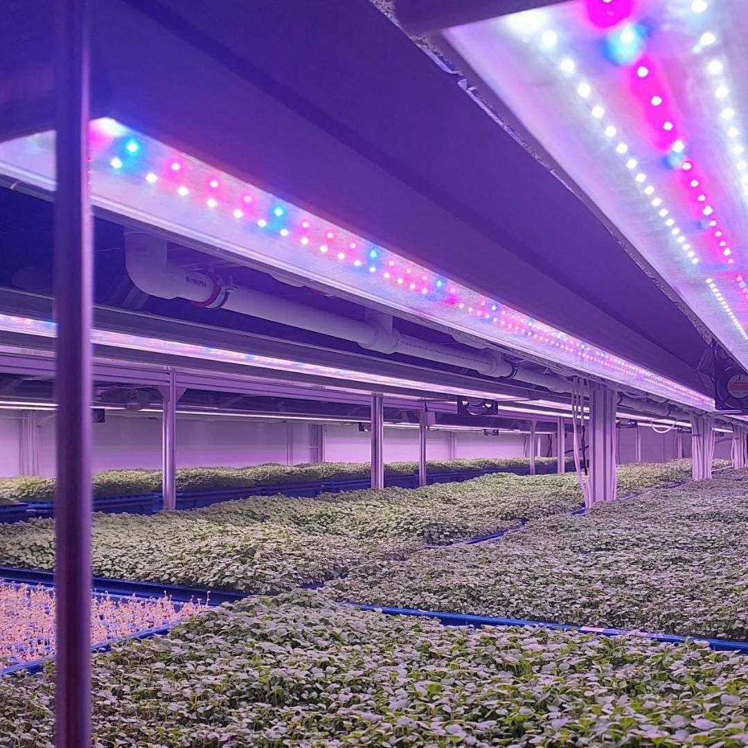 Why Vertical Farms Went Bankrupt in 2023–2025 — and How to Avoid It